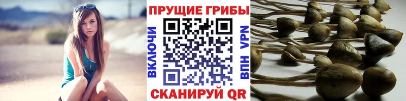 купить  цена  Коммунар  Псилоцибиновые грибы ЛСД 